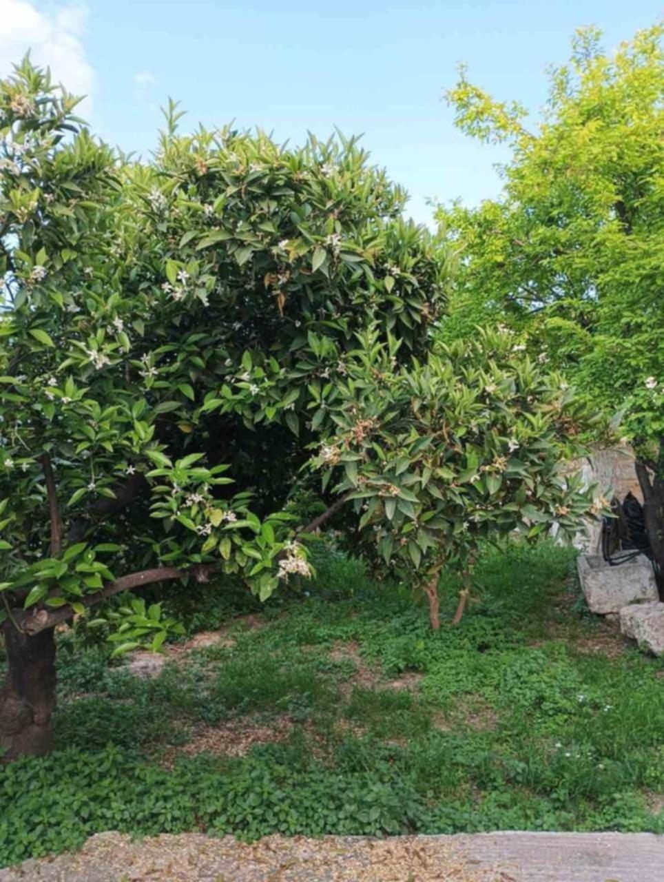 Aνεξάρτητη Παραδοσιακή Πέτρινη Κατοικία Corinth Eksteriør bilde